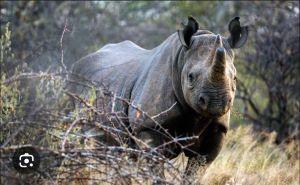 rhinos at Sera wildlife conservancy